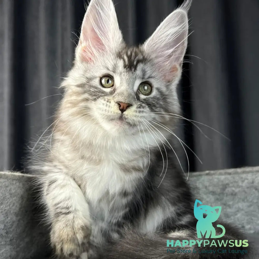 Roberta Maine Coon female black silver tabby - live animals