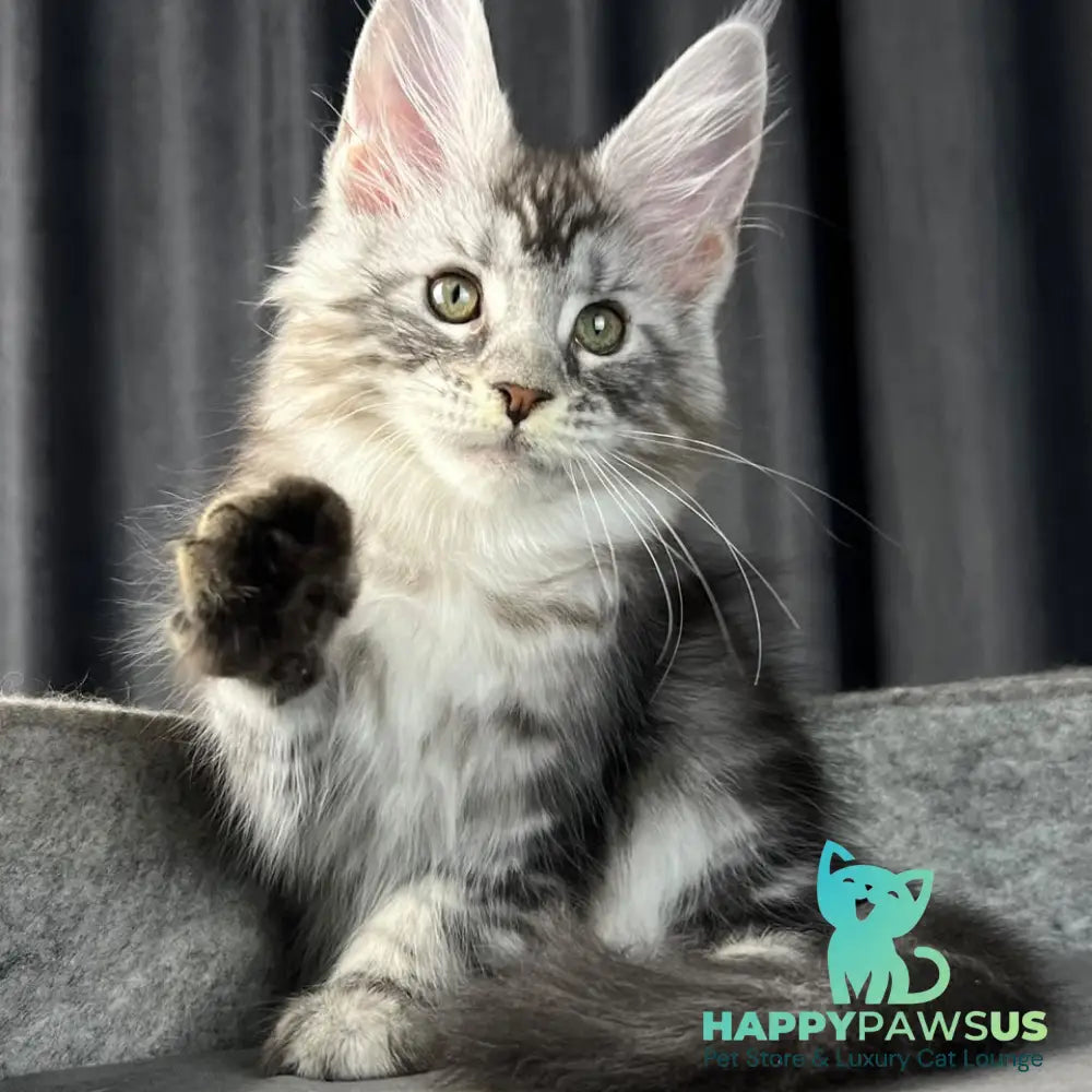 Roberta Maine Coon female black silver tabby - live animals