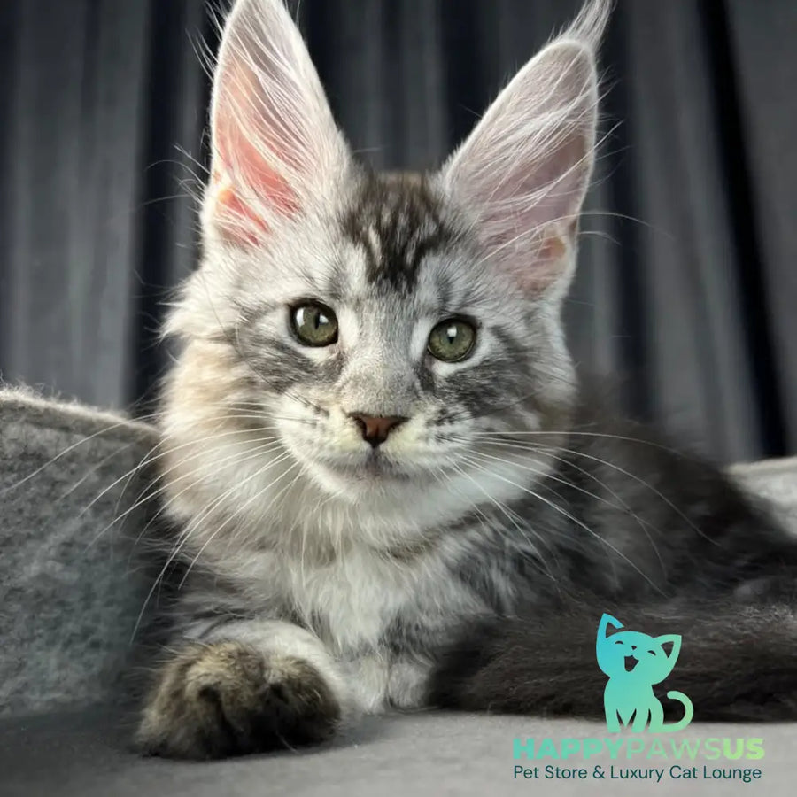 Roberta Maine Coon female black silver tabby - live animals