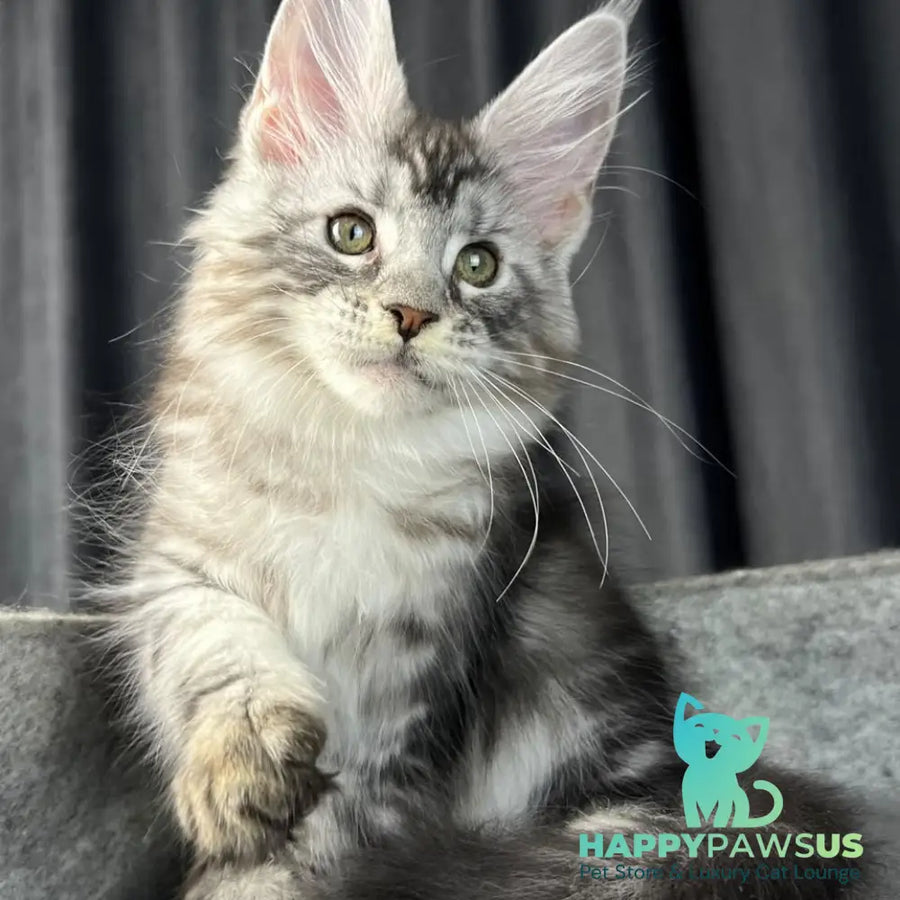 Roberta Maine Coon female black silver tabby - live animals