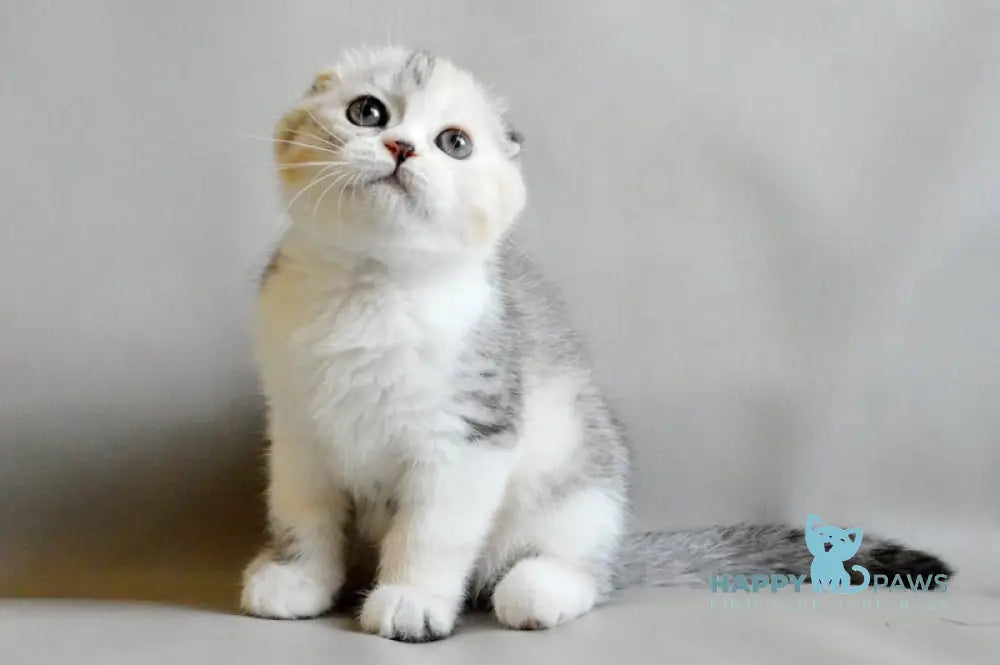 Roberta Scottish Straight female blue tortie silver spotted tabby bicolour live animals