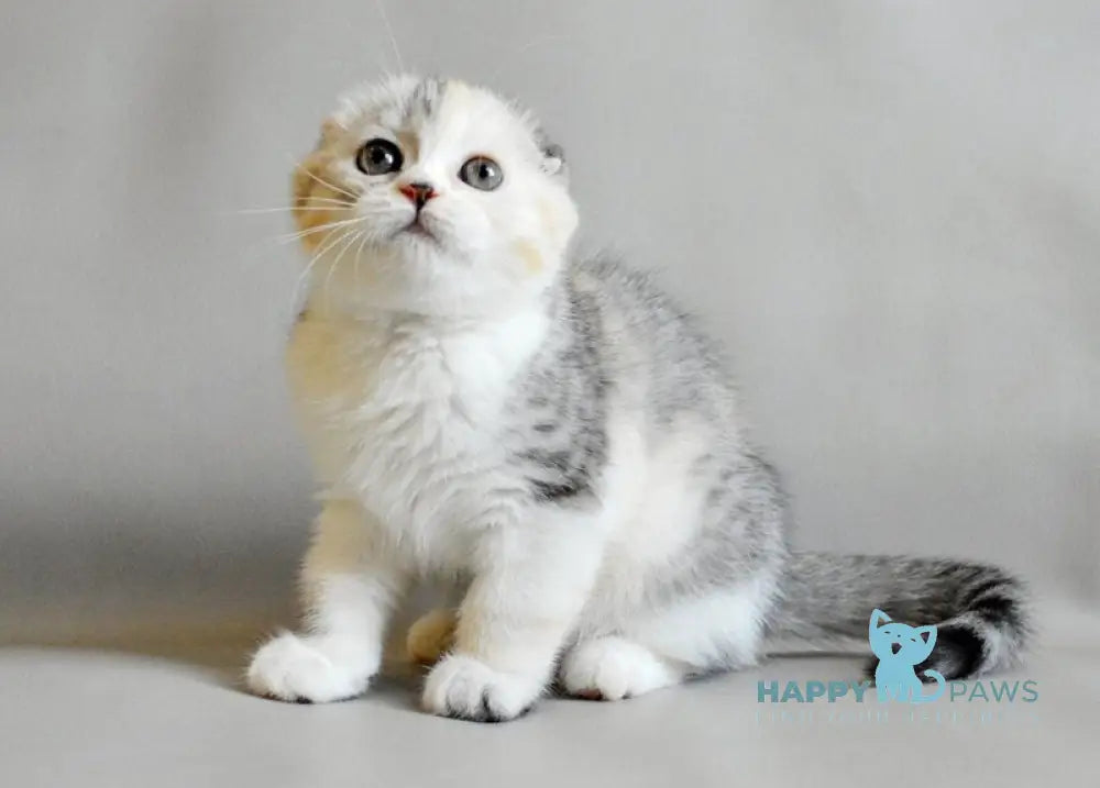 Roberta Scottish Straight female blue tortie silver spotted tabby bicolour live animals