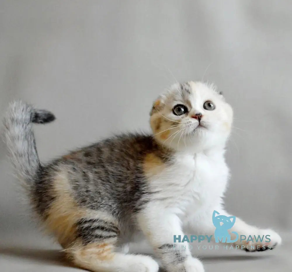 Roberta Scottish Straight female blue tortie silver spotted tabby bicolour live animals