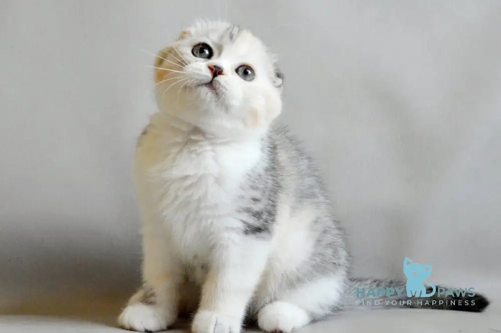 Roberta Scottish Straight female blue tortie silver spotted tabby bicolour live animals