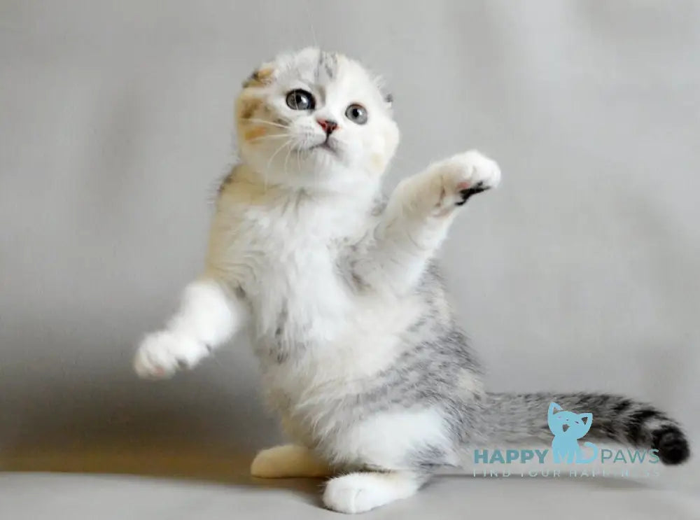 Roberta Scottish Straight female blue tortie silver spotted tabby bicolour live animals
