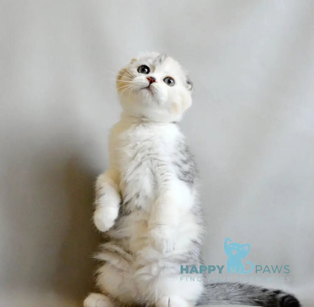 Roberta Scottish Straight female blue tortie silver spotted tabby bicolour live animals