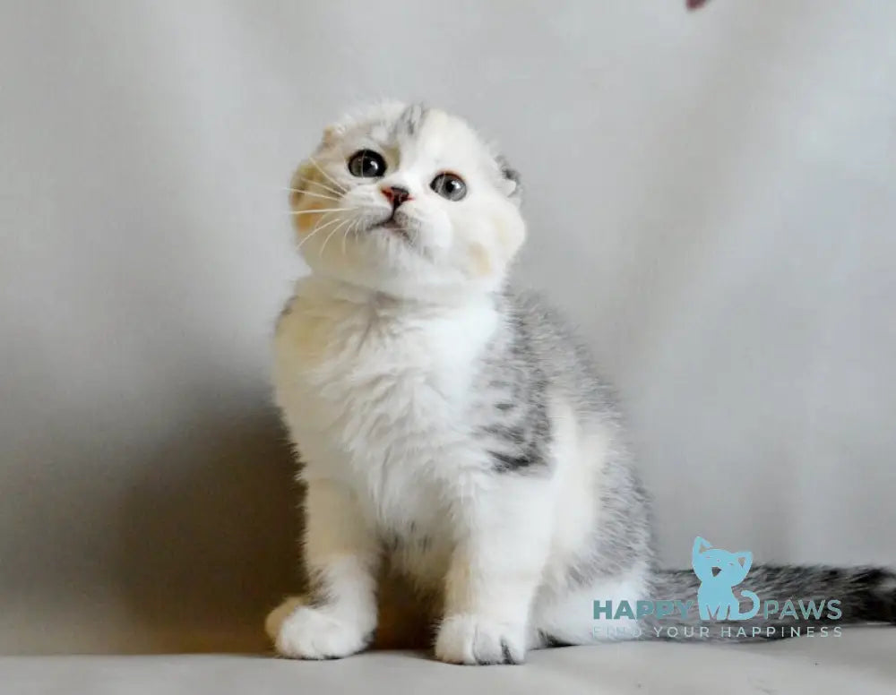 Roberta Scottish Straight female blue tortie silver spotted tabby bicolour live animals