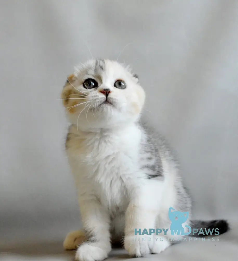 Roberta Scottish Straight female blue tortie silver spotted tabby bicolour live animals