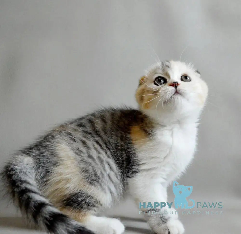 Roberta Scottish Straight female blue tortie silver spotted tabby bicolour live animals
