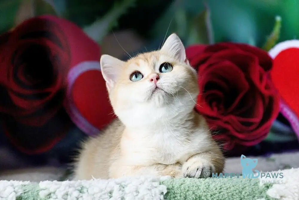 Robin British Shorthair male black golden shaded live animals