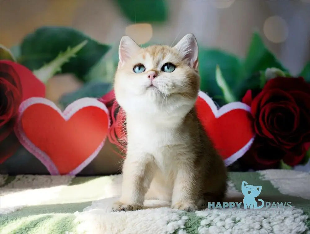 Robin British Shorthair male black golden shaded live animals