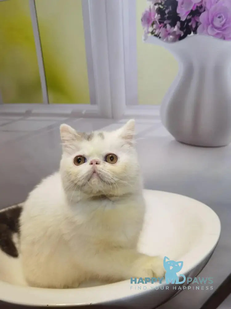 Robin Exotic male blue tabby van live animals