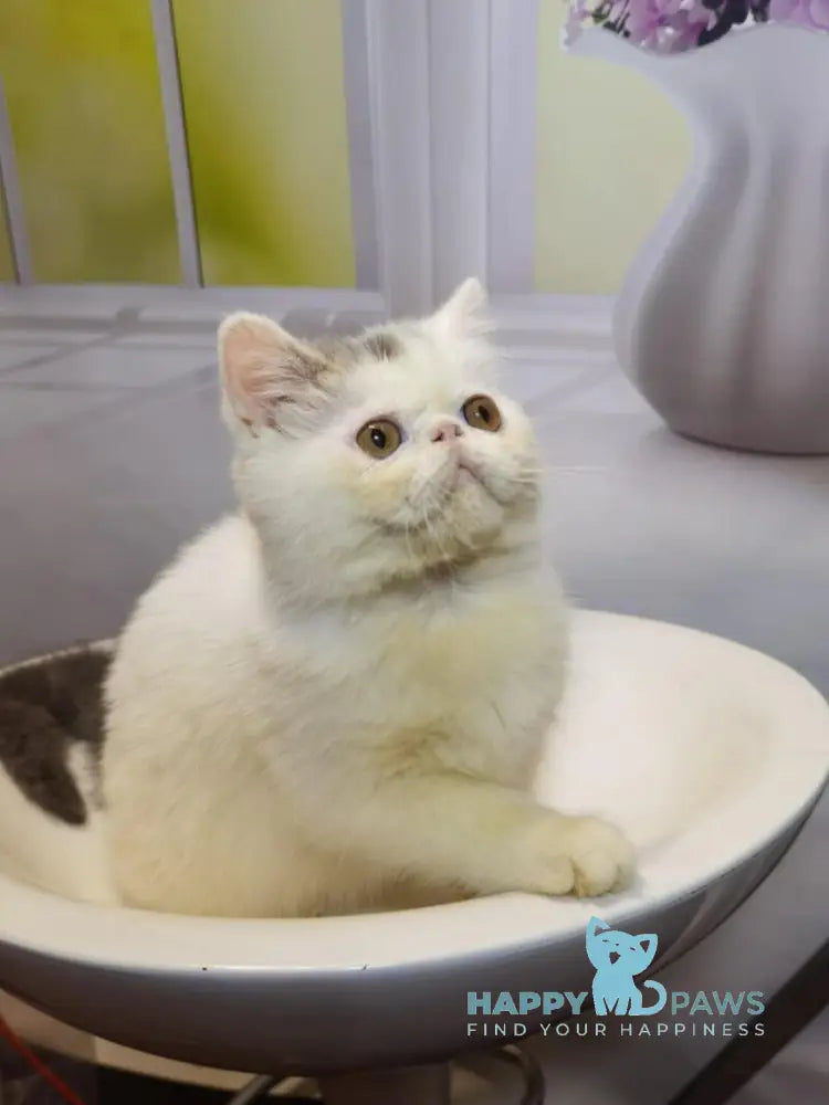 Robin Exotic male blue tabby van live animals