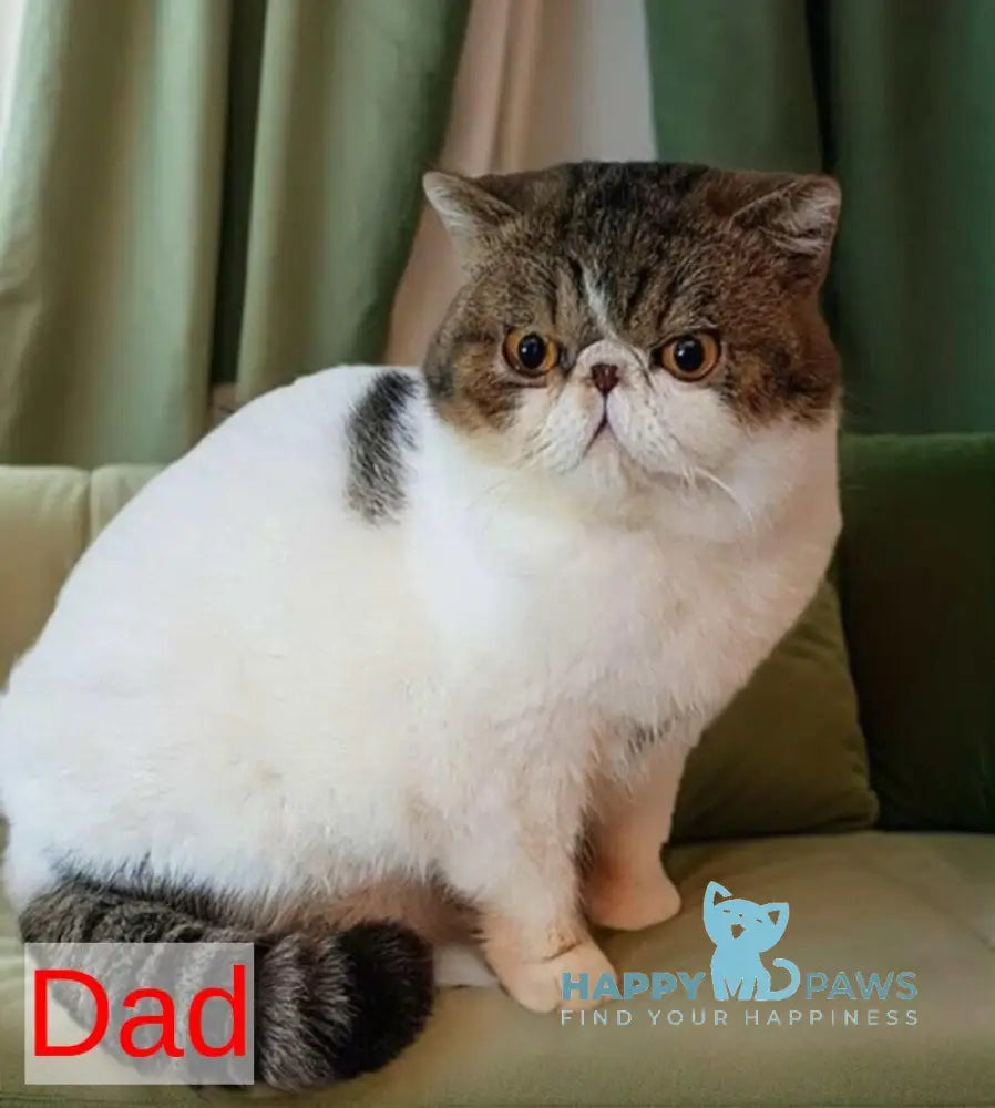 Robin Exotic male blue tabby van live animals