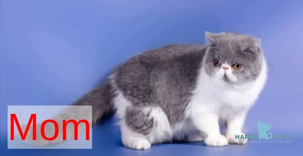 Robin Exotic male blue tabby van live animals