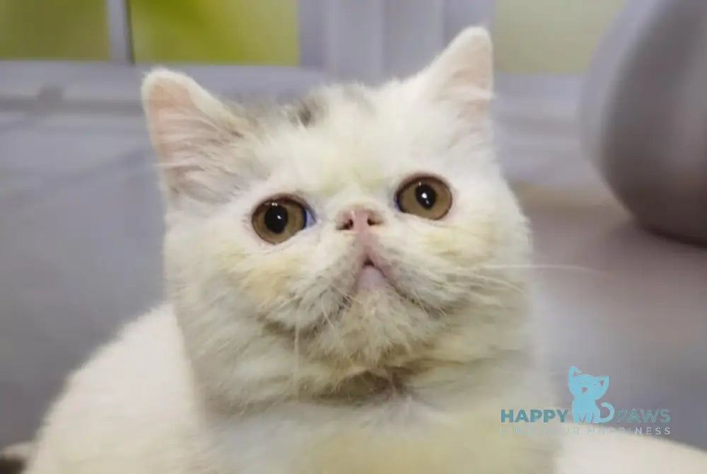 Robin Exotic male blue tabby van live animals