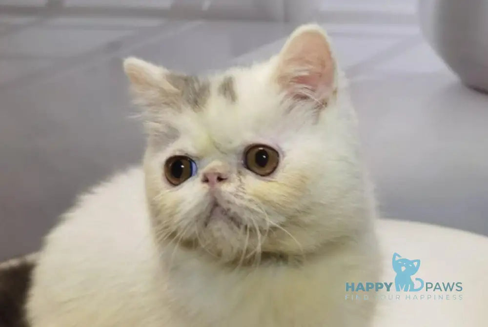 Robin Exotic male blue tabby van live animals