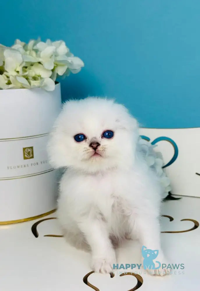 Robin Hood Scottish Fold male black silver chinchilla pointed live animals