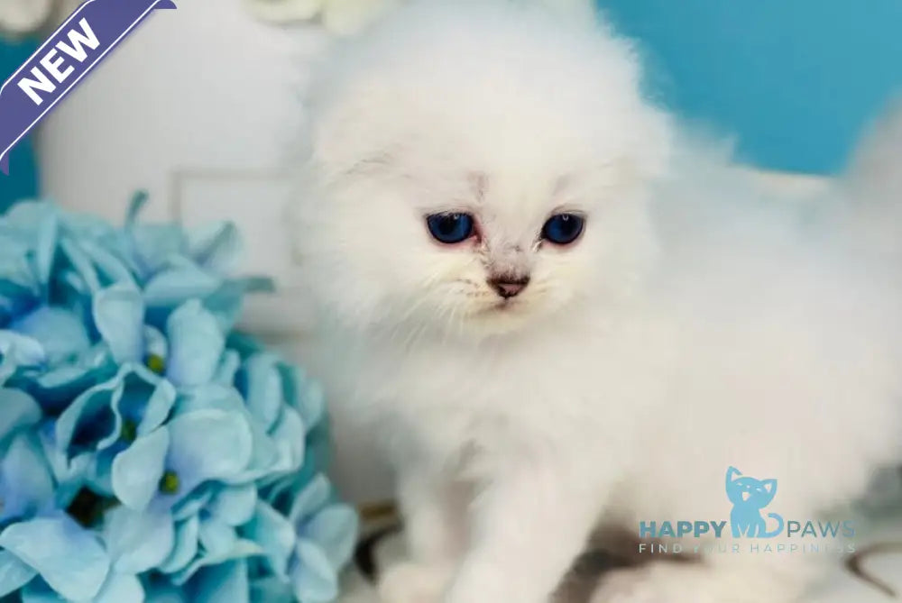 Robin Hood Scottish Fold male black silver chinchilla pointed live animals