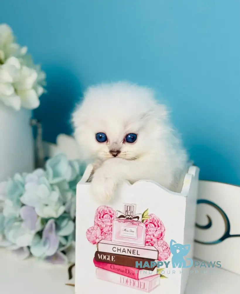 Robin Hood Scottish Fold male black silver chinchilla pointed live animals