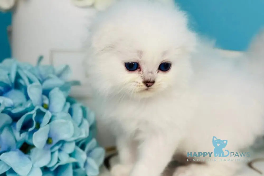Robin Hood Scottish Fold male black silver chinchilla pointed live animals