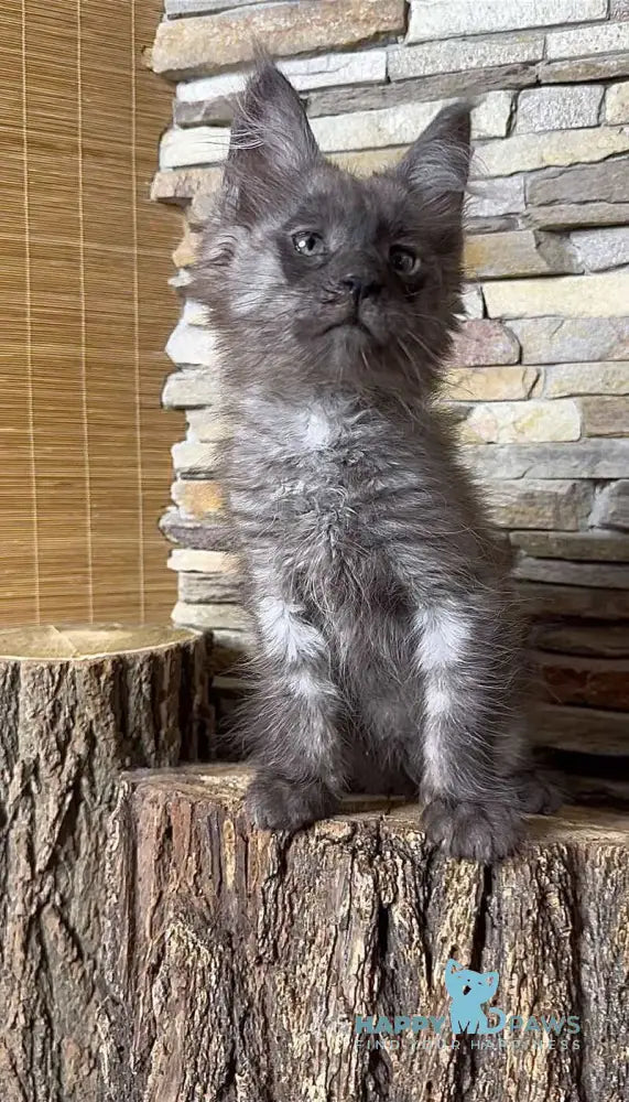 Robin Maine Coon male black silver live animals