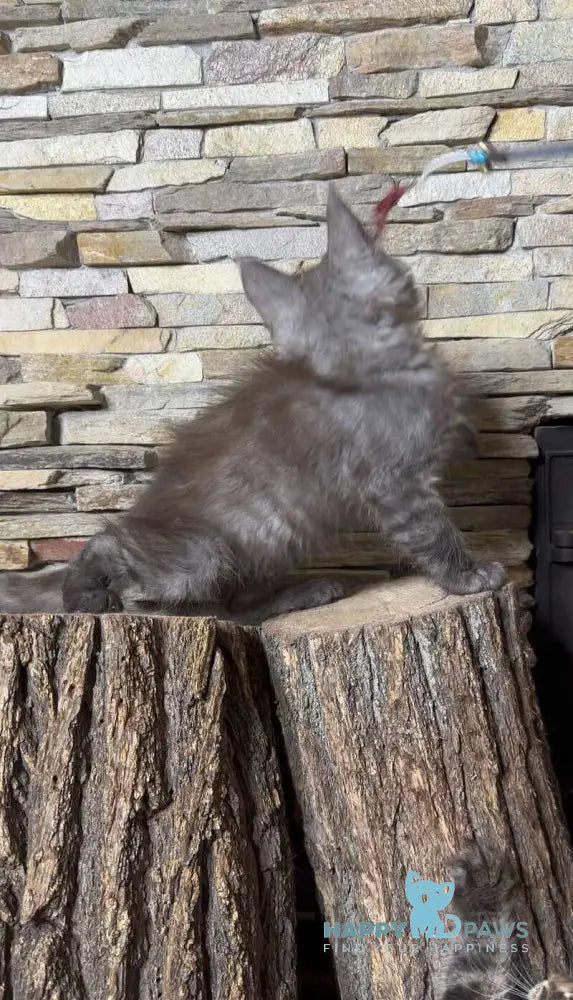 Robin Maine Coon male black silver live animals