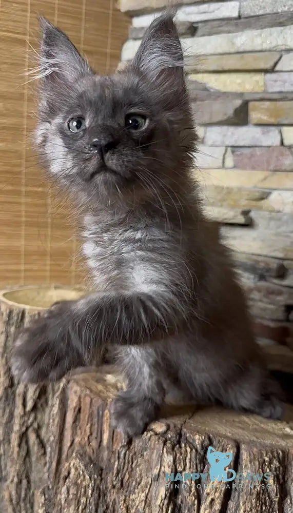 Robin Maine Coon male black silver live animals