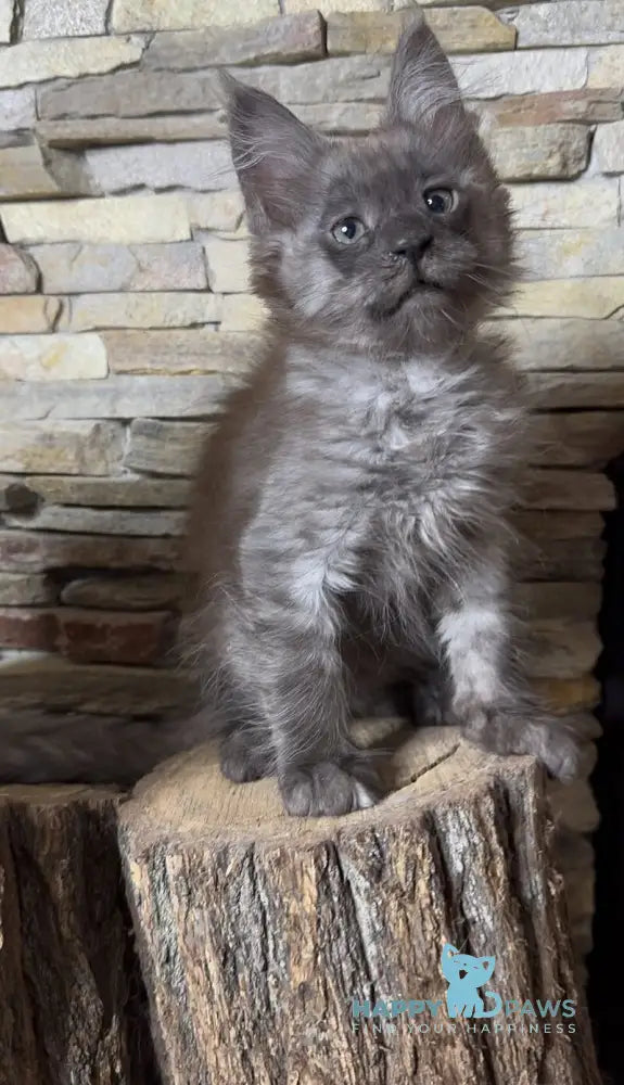Robin Maine Coon male black silver live animals