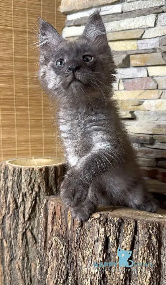 Robin Maine Coon male black silver live animals