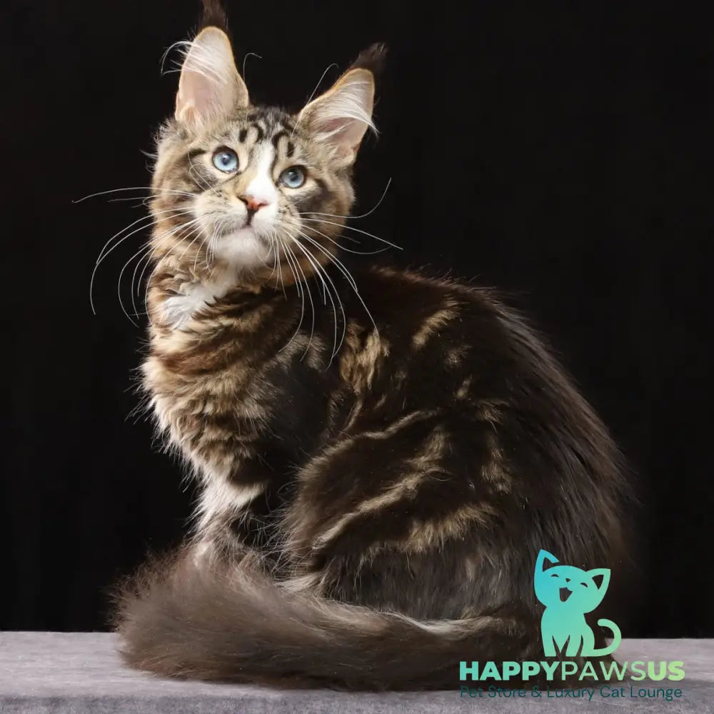 Robson Maine Coon male black tabby bicolour - live animals