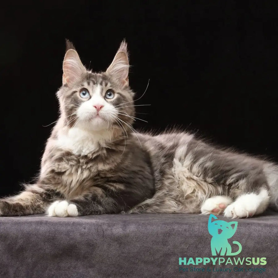 Robson Maine Coon male black tabby bicolour - live animals
