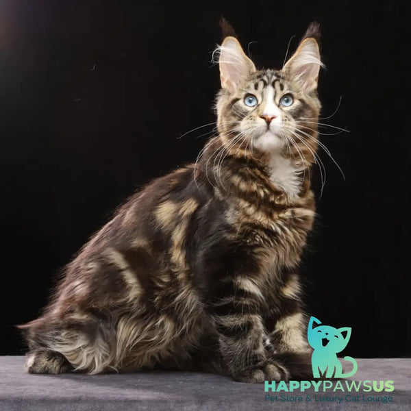 Robson Maine Coon male black tabby bicolour - live animals