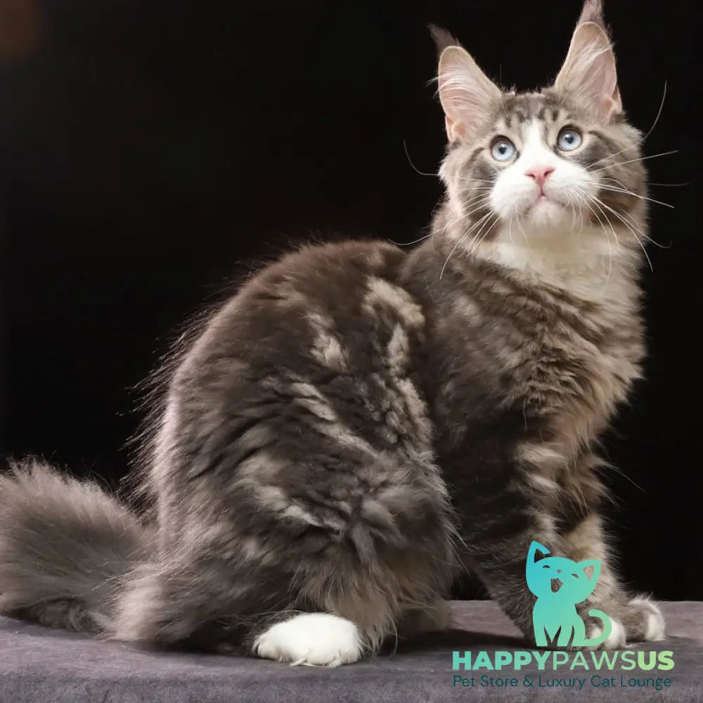 Robson Maine Coon male black tabby bicolour - live animals