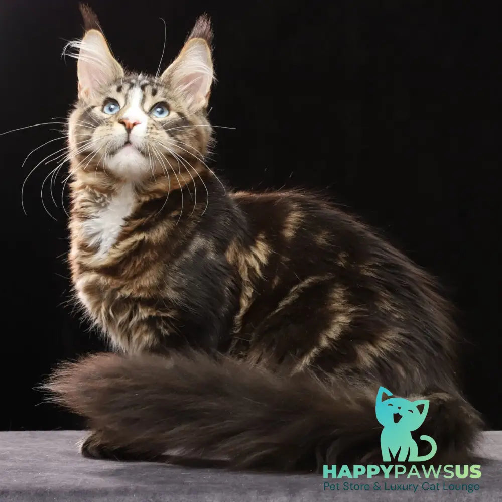 Robson Maine Coon male black tabby bicolour - live animals