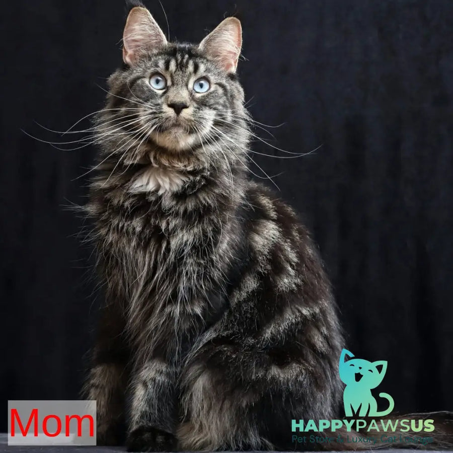 Robson Maine Coon male black tabby bicolour - live animals