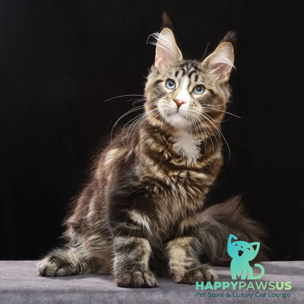 Robson Maine Coon male black tabby bicolour - live animals