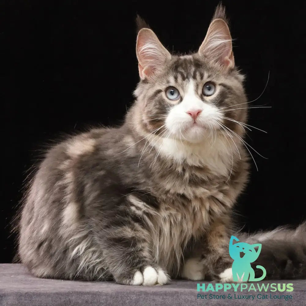 Robson Maine Coon male black tabby bicolour - live animals
