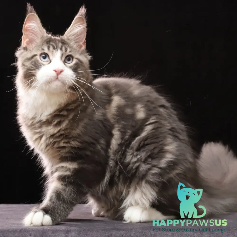 Robson Maine Coon male black tabby bicolour - live animals