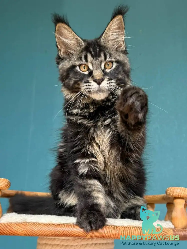 Rocci Maine Coon male black tabby - live animals