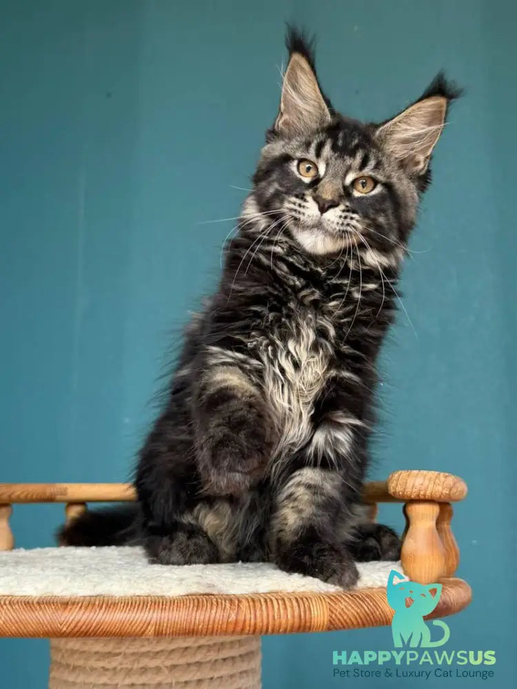 Rocci Maine Coon male black tabby - live animals