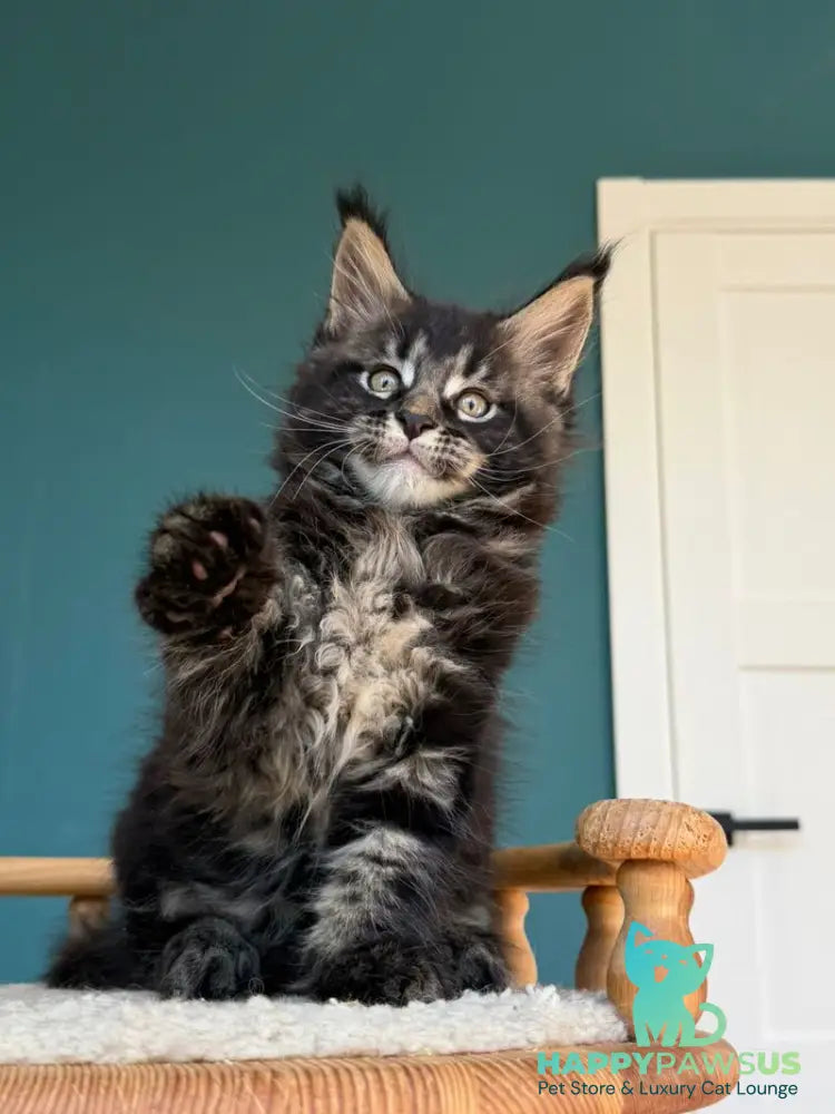 Rocci Maine Coon male black tabby - live animals