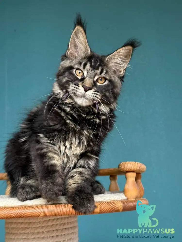 Rocci Maine Coon male black tabby - live animals