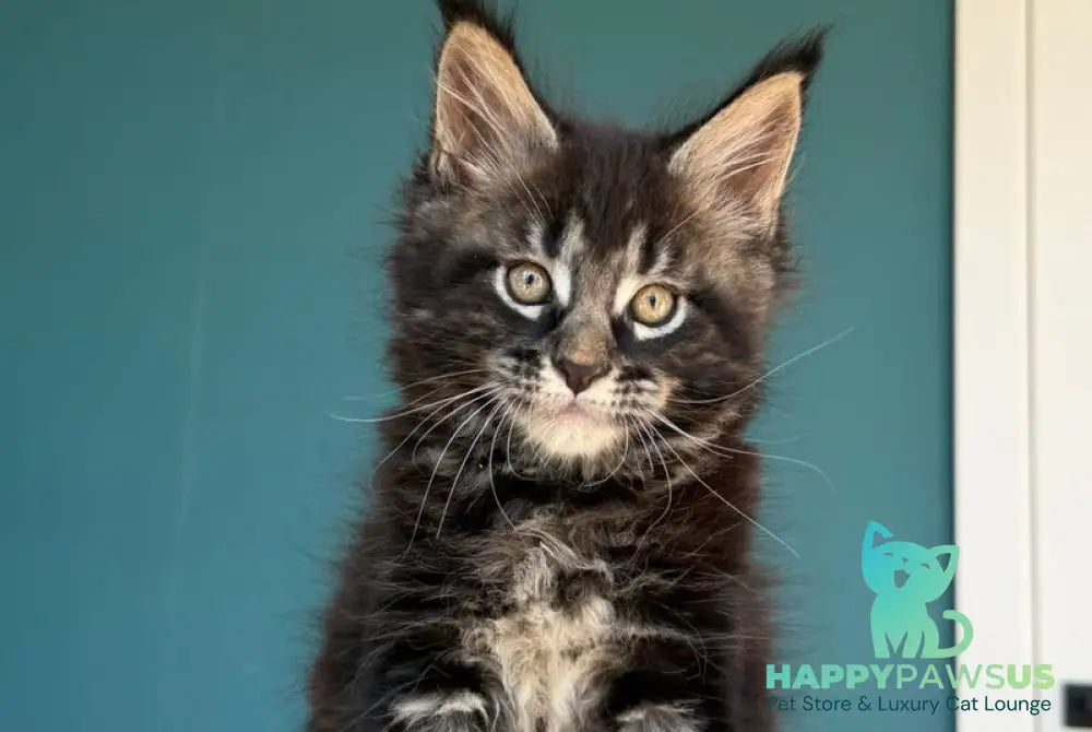 Rocci Maine Coon male black tabby - live animals