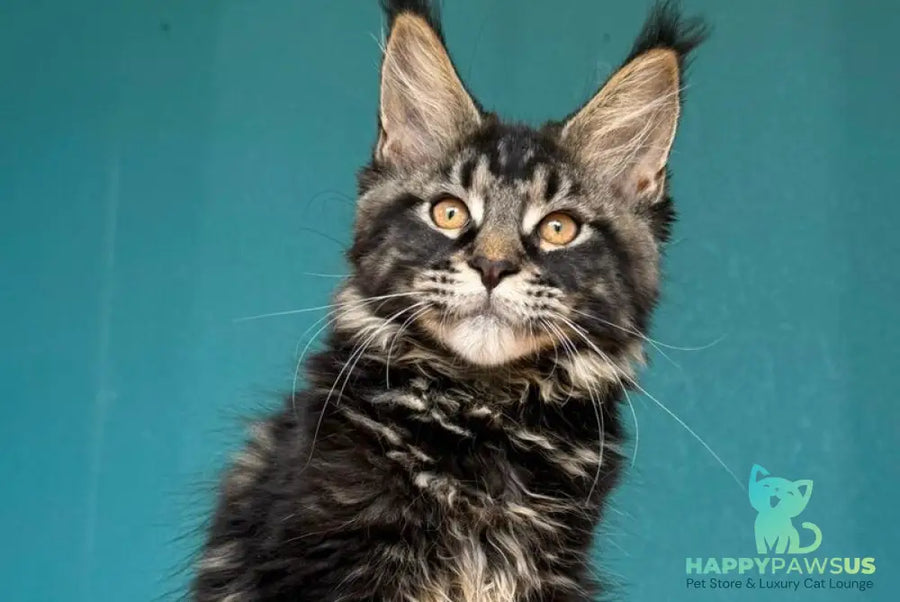 Rocci Maine Coon male black tabby - live animals