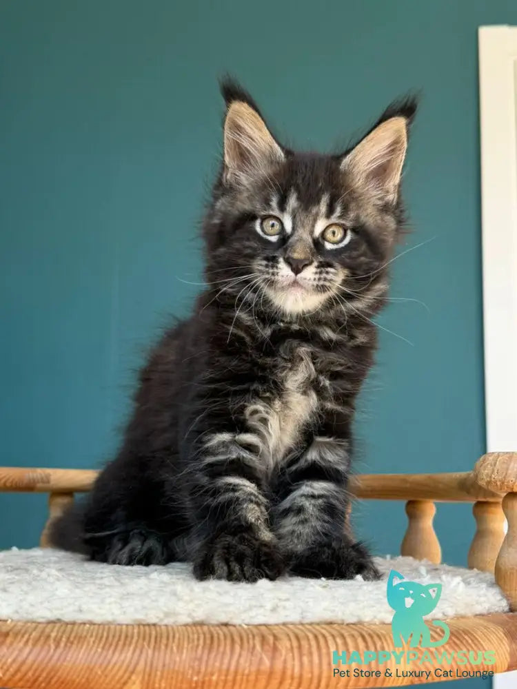 Rocci Maine Coon male black tabby - live animals