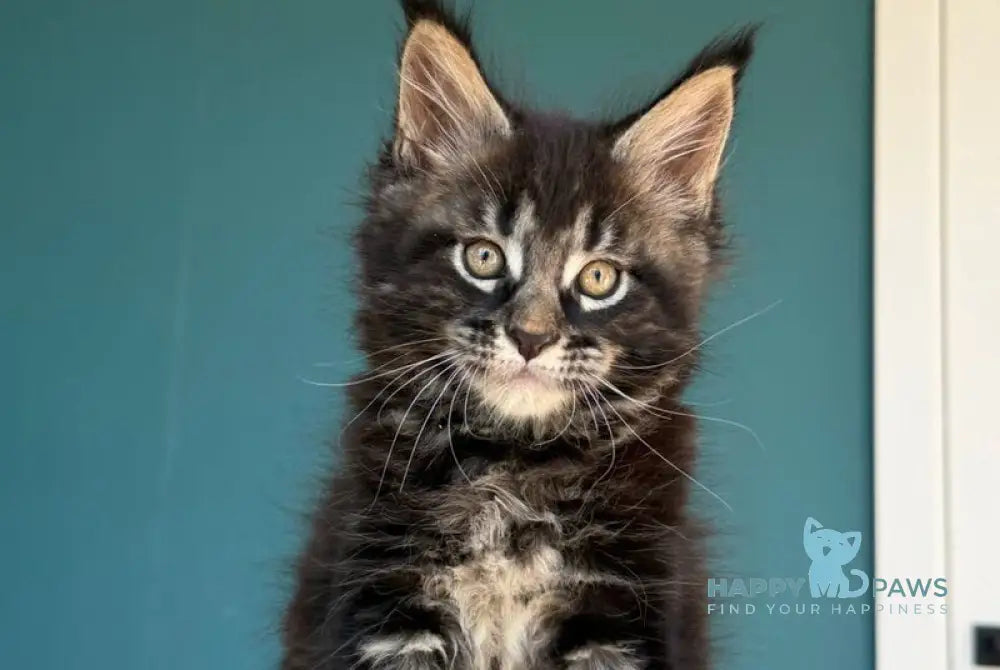 Rocci Maine Coon male black tabby - live animals