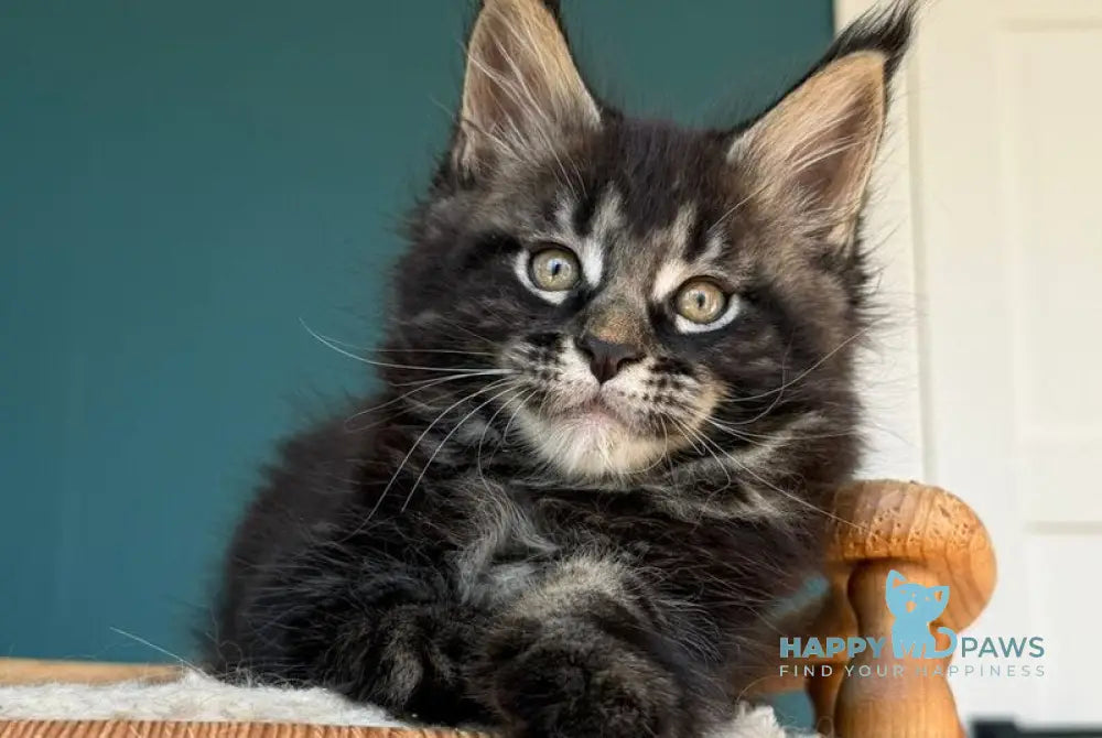 Rocci Maine Coon male black tabby - live animals