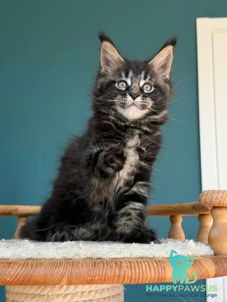 Rocci Maine Coon male black tabby - live animals