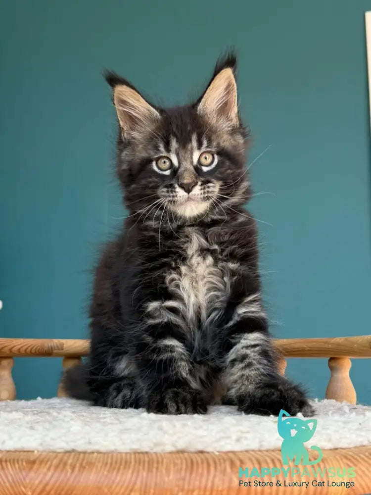 Rocci Maine Coon male black tabby - live animals
